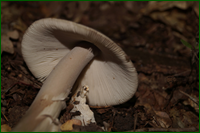 0_e6262_4ff4d197_orig.png