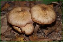 0_ef803_35312a3_orig.jpg