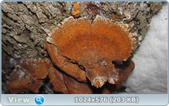 0_11cd0e_a1402e1f_orig.png