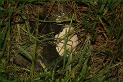 0_e441f_c3ee0374_orig.png
