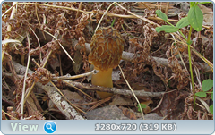 0_105619_4b90bf6f_orig.png