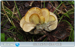 0_10594b_5a1c03df_orig.png