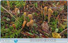 0_110875_71fee265_orig.png