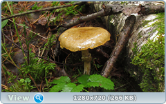 0_10dd53_635b556c_orig.png