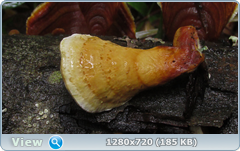 0_1108b4_26220453_orig.png