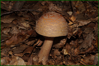 0_e5d40_f50d6b9f_orig.png