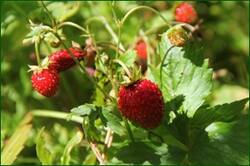 0_128772_bccbed58_orig.jpg