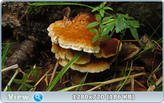 0_10a33d_4dc8903b_orig.png