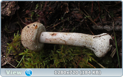 0_1105af_b8ae45ae_orig.png