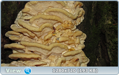 0_e94e6_b0503b81_orig.png