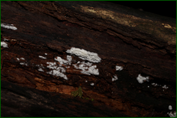 0_d9469_c722b31b_orig.png