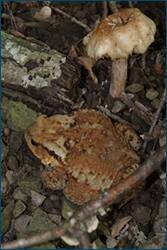 0_d09d8_6b58e374_orig.jpg