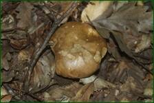 0_fd318_93e92790_orig.jpg
