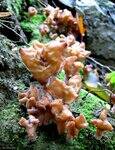 0_5562d_d977cd0_S.jpg