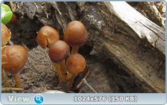 0_127f0f_3ed03964_orig.png