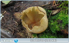0_e94c4_7602f272_orig.png