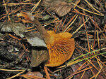 0_79f3d_f4d8a789_S.jpg