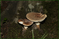 0_e446b_d6afce36_orig.png