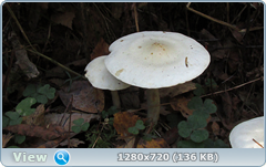 0_1133a2_71cf0030_orig.png