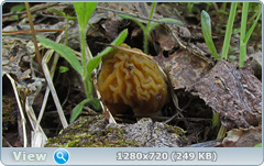 0_1055f3_90cb4dcd_orig.png