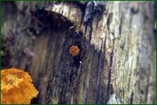 0_fc796_e6dac383_orig.jpg