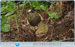 0_10f333_b6844713_orig.png