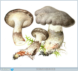 0_10f341_bbeb04a4_orig.png