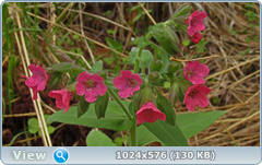 0_1277ac_f8df8368_orig.png
