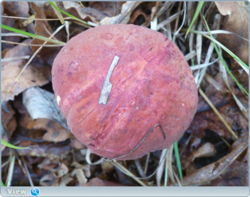 0_185037_868c8067_orig.png