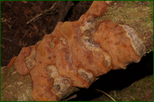 0_e6525_177d58b0_orig.png