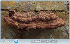 0_10202e_9e0e0f7a_orig.png