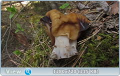 0_105561_94bc484c_orig.png