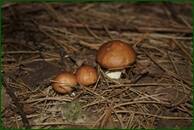 0_eb359_8a40fc36_orig.jpg