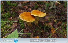 0_11059f_809b1795_orig.png