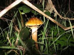 0_4132e_7d3056cb_M.jpg