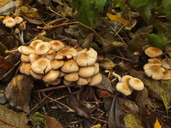 0_c4b0d_55895de9_M.jpg