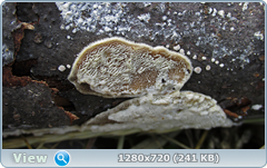 0_e950b_9b218cde_orig.png