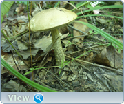 0_130ba9_3d525e52_orig.png