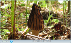 0_e353c_f1dcdb26_orig.png