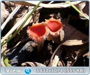 0_14c274_61ef317f_orig.png