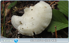 0_115021_e0d9ff36_orig.png