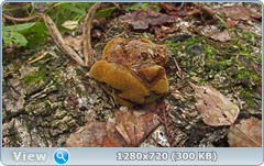 0_115034_1832332c_orig.png