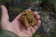 0_e3010_e2083166_orig.png