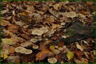 0_ef754_b27f43c1_orig.jpg