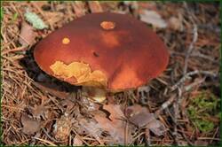 0_12b018_1077bd4d_orig.jpg