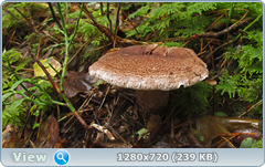 0_110681_69adbc76_orig.png
