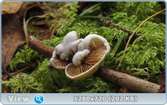 0_112cfa_4724dfc6_orig.png