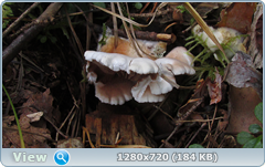 0_112d17_9af877ea_orig.png