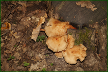 0_e654b_7f680082_orig.png