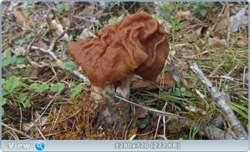 0_1055de_4a295597_orig.png